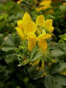 Argelaga negra (Calycotome spinosa)