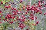 Arç blanc (Crataegus monogyna)