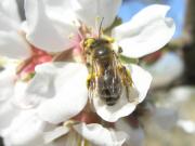 Almendro  var: guara abeja polinizando