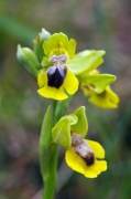 Orquídia Abellera groga (Ophrys lutea)