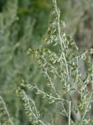 Donzell, ajenjo (Artemisia absinthium)