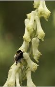 Aconitum vulparia (tora pirinenca)