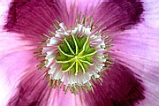 Adormidera (Papaver somniferum)