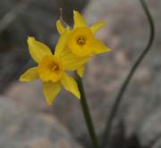 Almesquí (Narcissus assoanus)