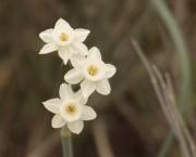 Almesquí (Narcissus assoanus)