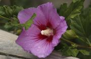 Altea Rosa de Siria (Hibiscus syriacus)