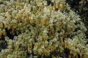 Alzina florida (Quercus ilex)
