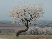 Ametller (Prunus dulcis)