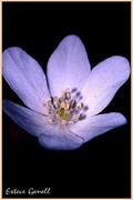 Anemone Hepatica