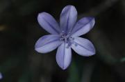 Flor de la jonça (Aphyllantes monspeliensis)