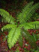 Falguera aquilina (Pteridium aquilinum)