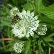 Astrància gran (Astrania major)