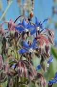 BORRAINA. BORRAJA (Borago officinalis)