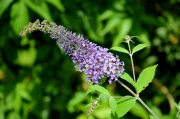 Buddleja davidii