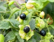 Belladona (Atropa belladona)