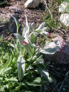 Besneula de fulla blanca, viniebla de hojas de alhelí (Cynoglosum cherifolium)