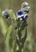 Besneula (Cynoglossum creticum )