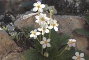 Borratja de cingle ( Ramonda myconi )