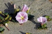 Campaneta de mar. Campanilla de playa (Calystegia soldanella)