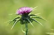 Card marià (Silybum marianum)