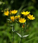 Centaura groga (Blackstonia perfoliata)