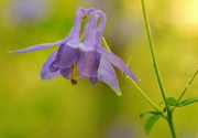 Corniol (Aquilegia vulgaris)