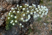 Corona de rei (Saxifraga longifolia)