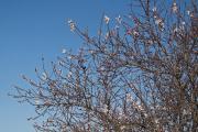 Ametller ( Prunus amygdalus ) 1de2