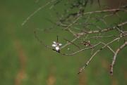 Flor d'ametller ( Prunus amygdalus ) 2de2