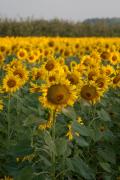 Girasol (Helianthus annuus)