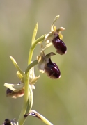 Orquidea. sphegodes group