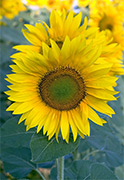 Gira-sol (Helianthus annuus)