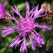 Gratabous (Centaurea scabiosa)