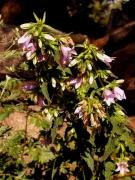 Campaneta de bosc (Campanula trachelium)