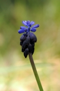 Calabruixa petita (Muscari neglectum)