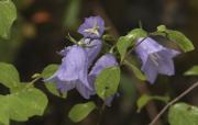 Campaneta blava (Campanula persicifolia)