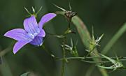 Campaneta blava  Campanula patula