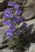 Campaneta gran (Campanula speciosa )