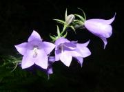 Campanula persicifolia?