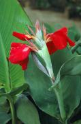 Canya de Rosaris (Canna indica)