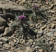 Card carlinoide Cardo pirenaico (Carduus carlinoides)