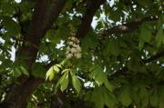 Castanyer d'Índia Aesculus hippocastanum