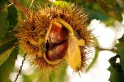 Fruits de castanyer mediterrani (Castanea sativa)