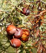 Càdec (Juniperus oxycedrus)
