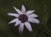 Cerverina o cervellina (Catananche caerulea)