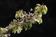 Cirerer. Cerezo (Prunus avium)