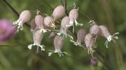 Colitxos o esclafidors (Silene vulgaris)