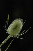 Dipsacus sylvestris