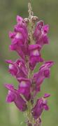 Conillets o l'antirrínum (Antirrhinum majus)