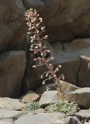 Corona de reina (Saxifraga callosa ssp.catalaunica)